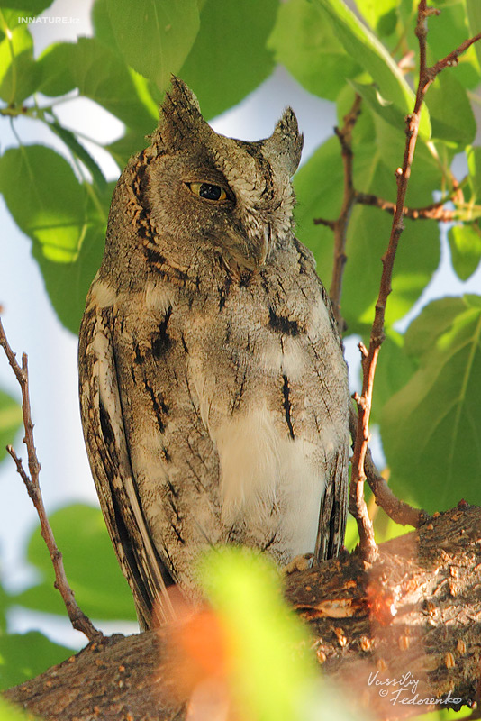 otus-scops_02_1.jpg