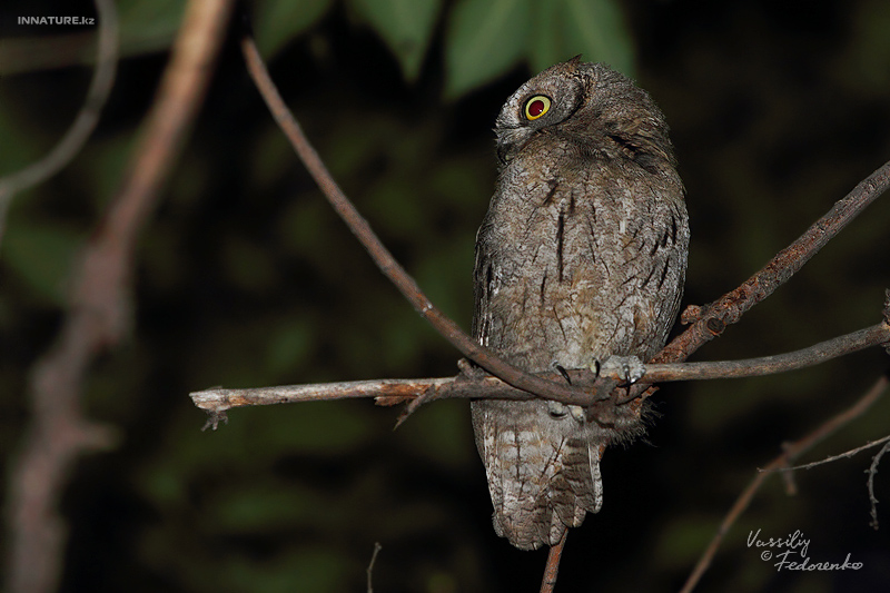 otus-scops_02_2.jpg