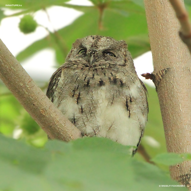 otus-scops_03.jpg