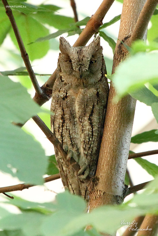 otus-scops_03_1.jpg