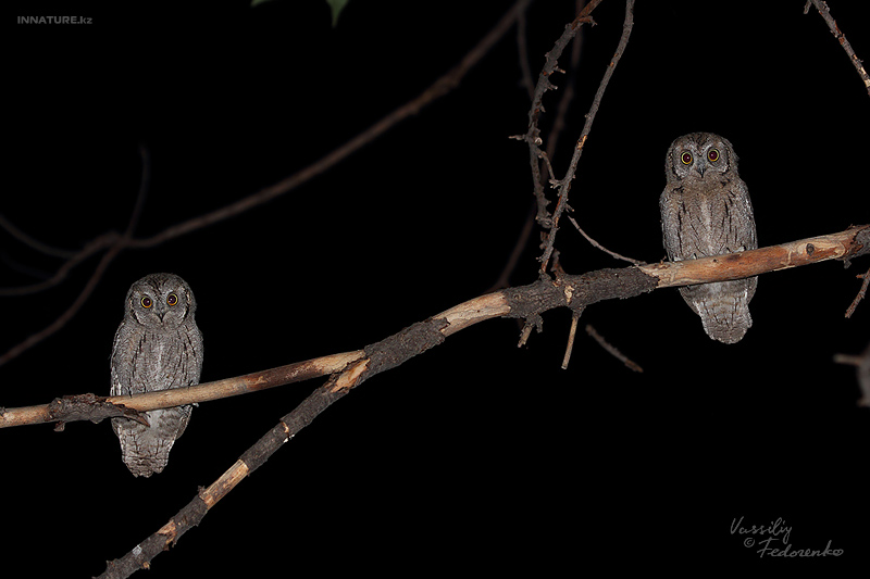 otus-scops_03_2.jpg