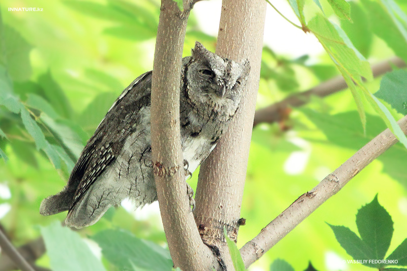 otus-scops_04.jpg