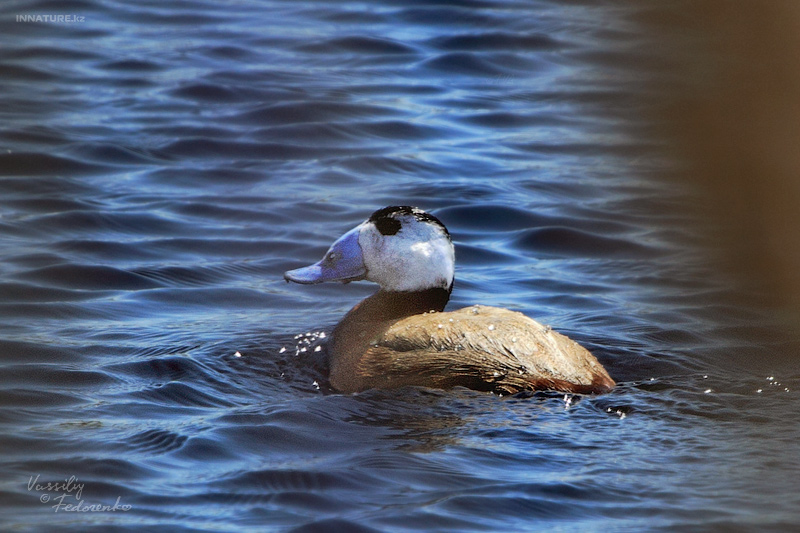 oxyura-leucocephala_01_5.jpg