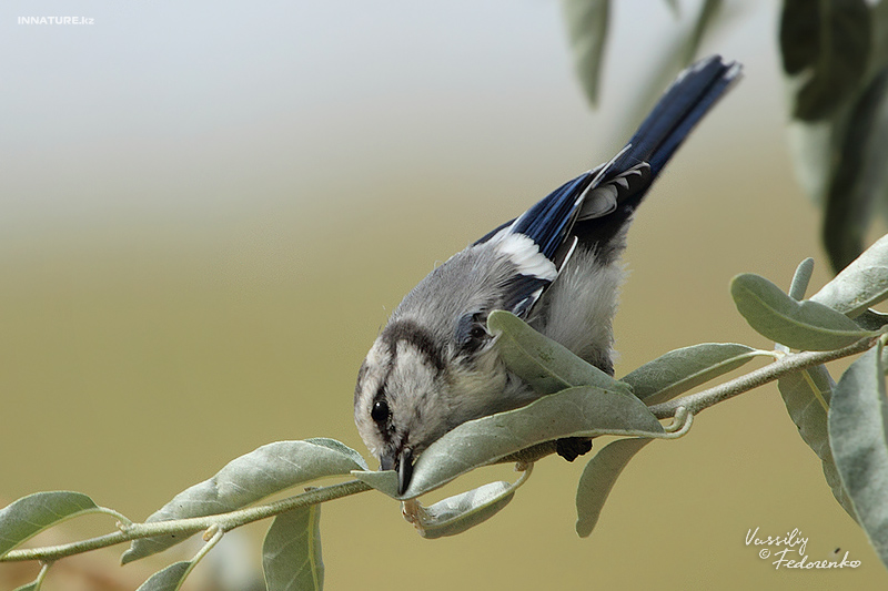 parus-cyanus_01.jpg