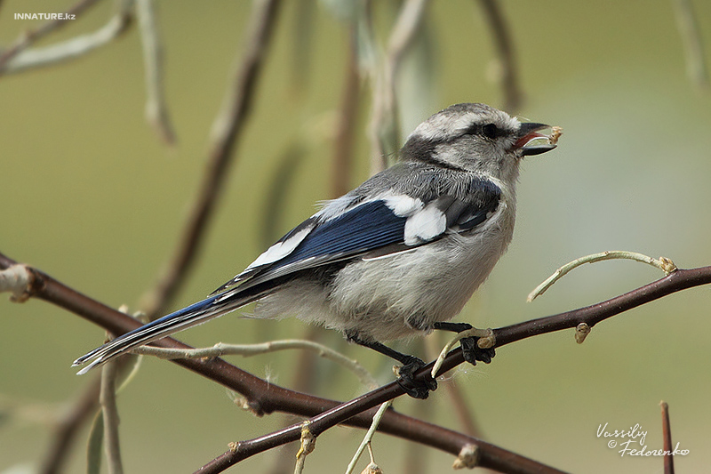 parus-cyanus_02.jpg