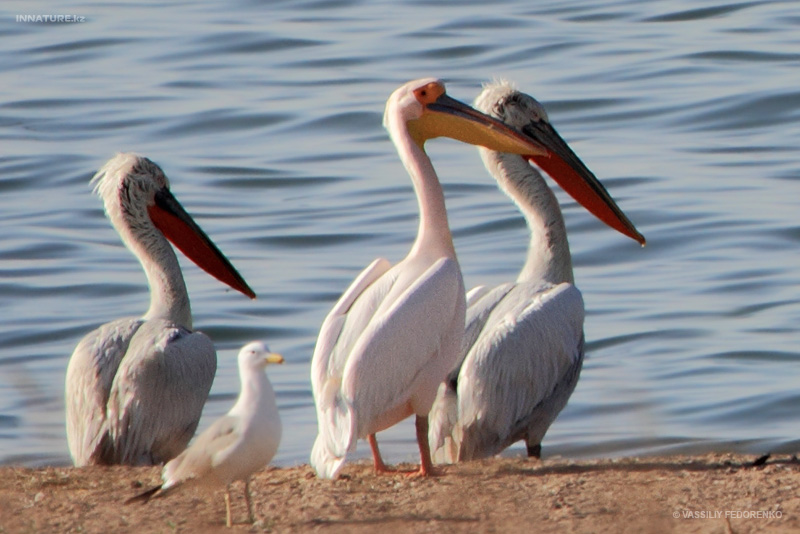 pelecanus-onocrotalus_01.jpg