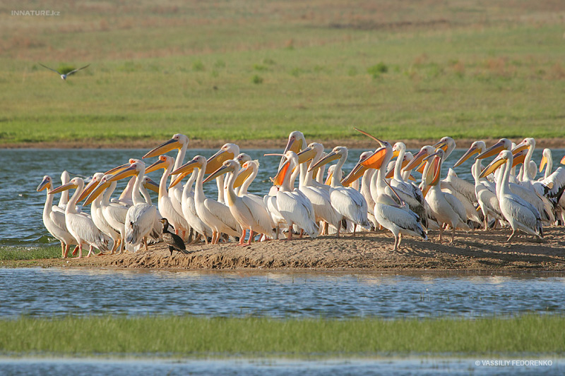 pelecanus-onocrotalus_02_1.jpg