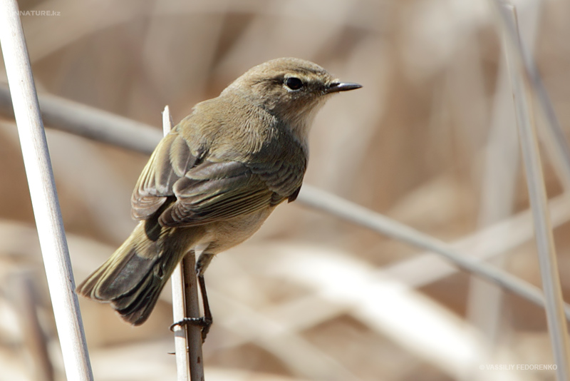 phylloscopus-collybita_02.jpg