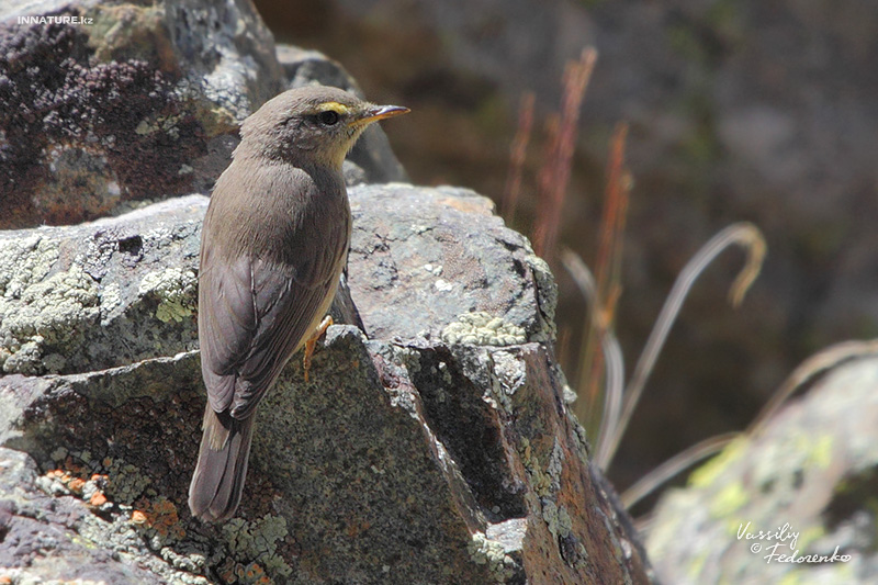 phylloscopus-griseolus_01.jpg