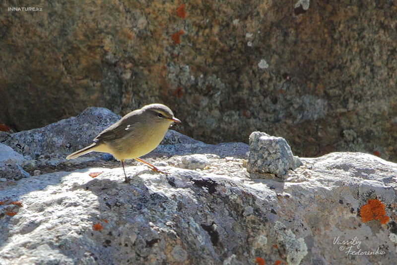 phylloscopus-griseolus_03.jpg