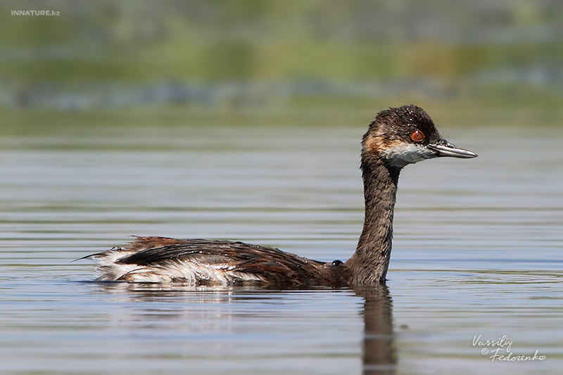 podiceps-nigricollis_01_2.jpg