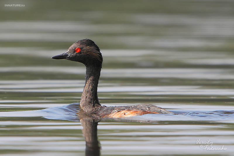 podiceps-nigricollis_02_1.jpg