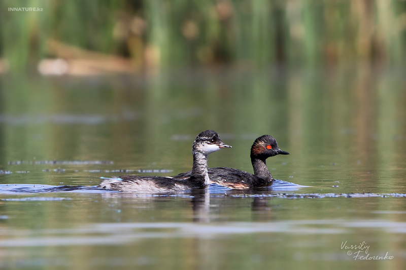 podiceps-nigricollis_03.jpg