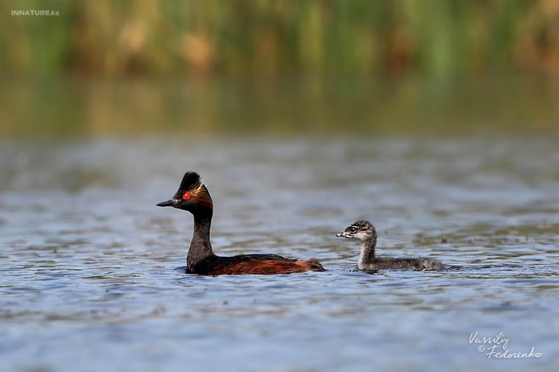 podiceps-nigricollis_04_1.jpg