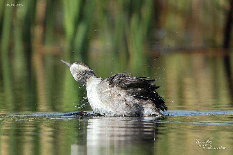 podiceps-nigricollis_06.jpg