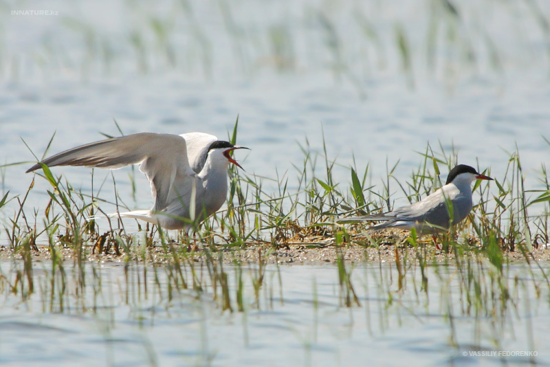 sterna-hirundo_01.jpg