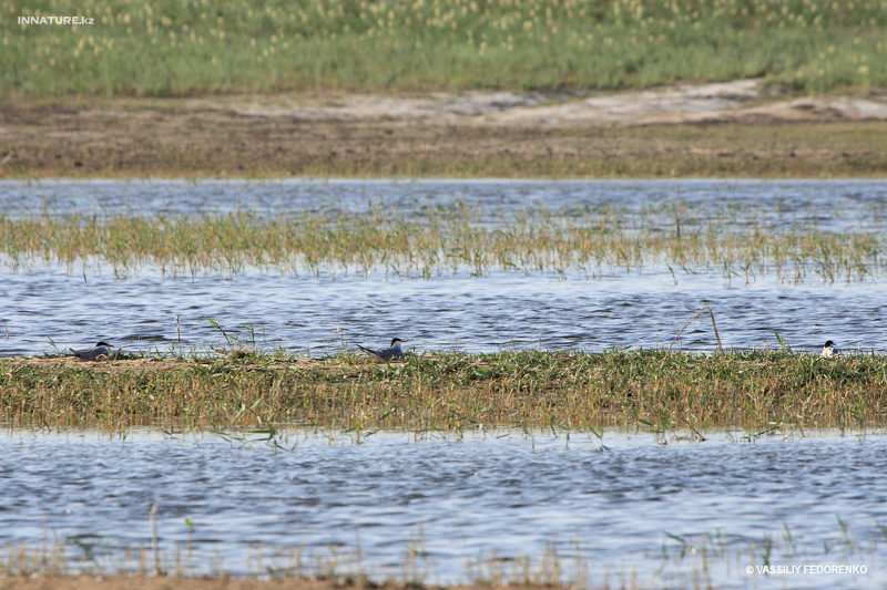 sterna-hirundo_01_2.jpg