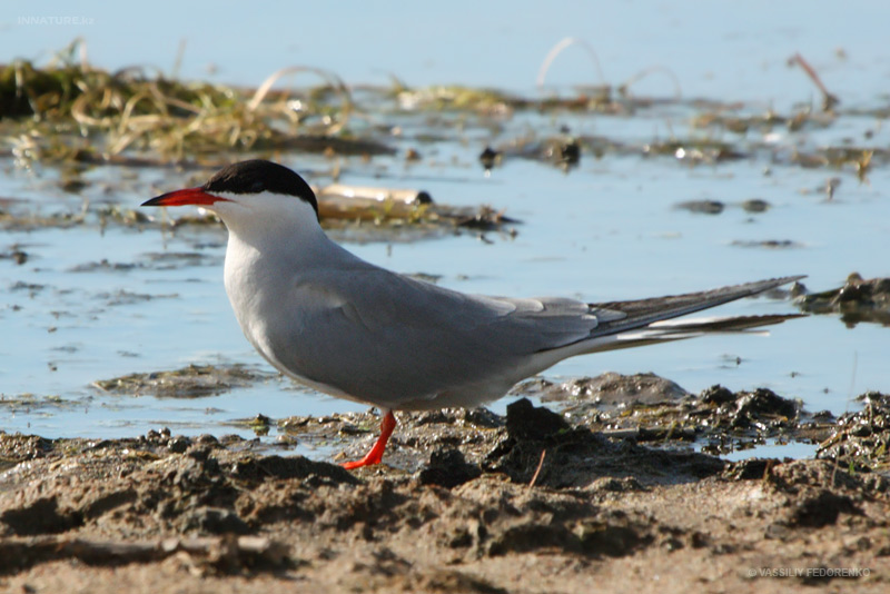 sterna-hirundo_02.jpg