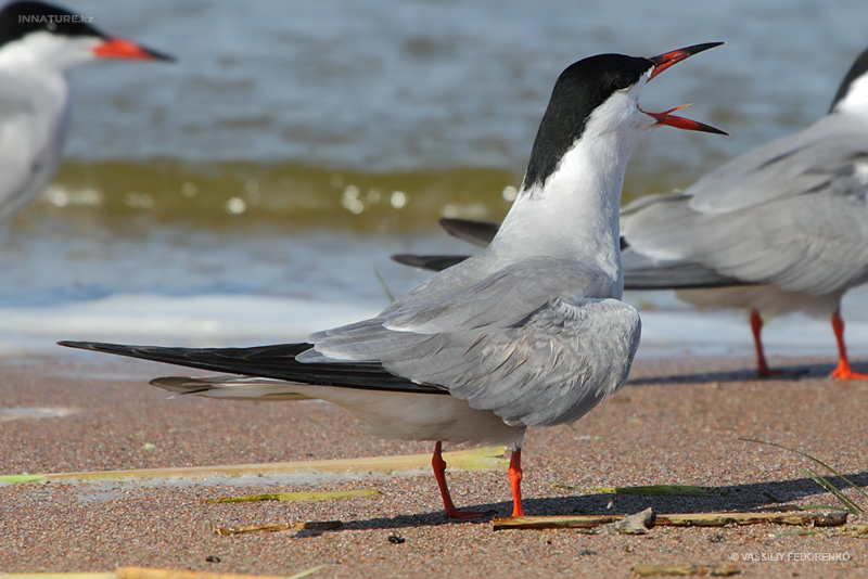 sterna-hirundo_02_1.jpg