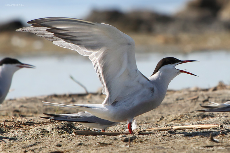 sterna-hirundo_02_2.jpg