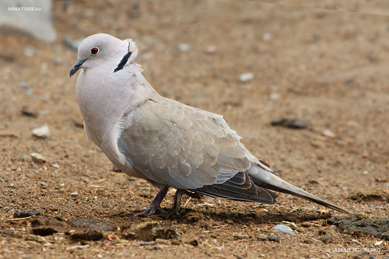 streptopelia-decaocto_01.jpg