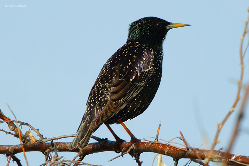 sturnus-vulgaris_01.jpg