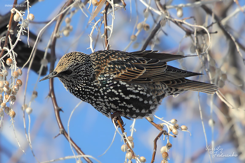 sturnus-vulgaris_01_2.jpg