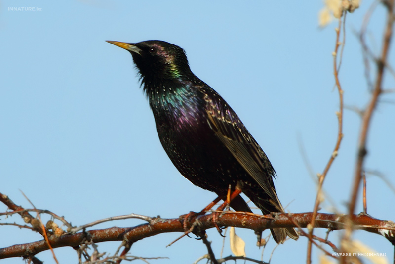 sturnus-vulgaris_02.jpg