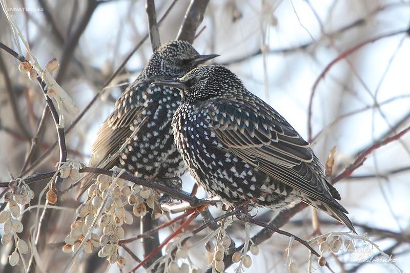 sturnus-vulgaris_02_1.jpg