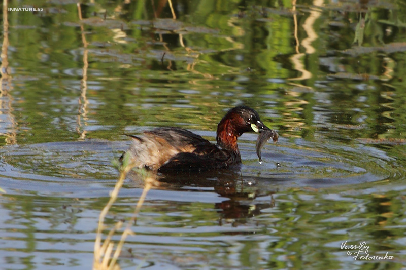 tachybaptus-ruficollis_01.jpg