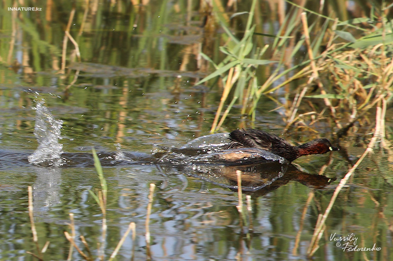 tachybaptus-ruficollis_02.jpg