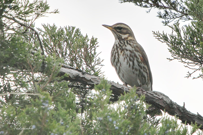 turdus-iliacus_02.jpg