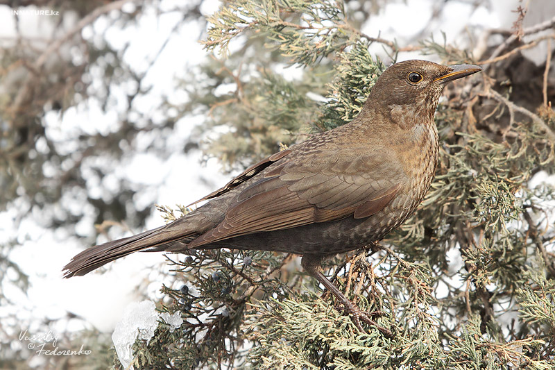 turdus-merula_02.jpg