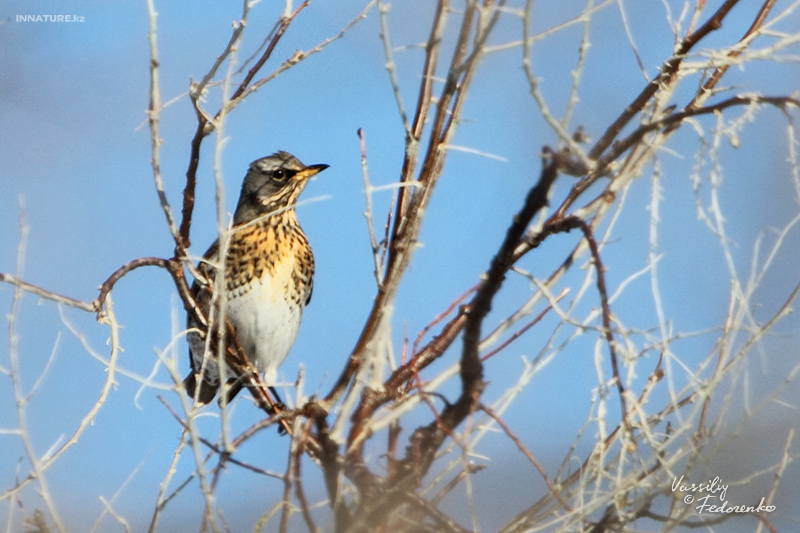 turdus-pilaris_01.jpg