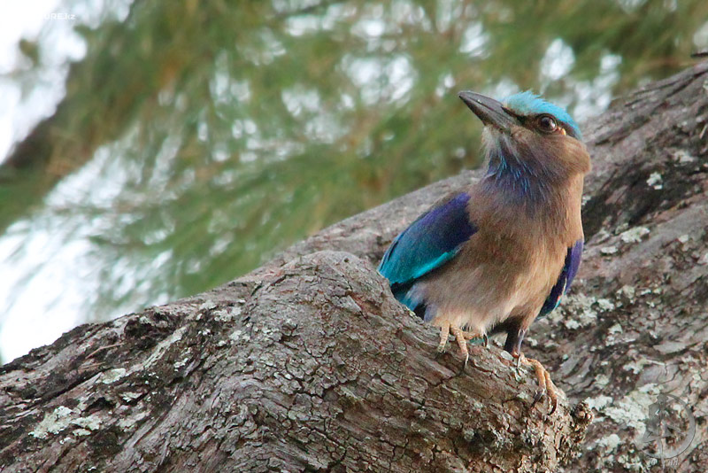 coracias-benghalensis_02.jpg