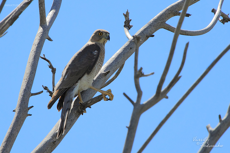 accipiter-badius_01.jpg