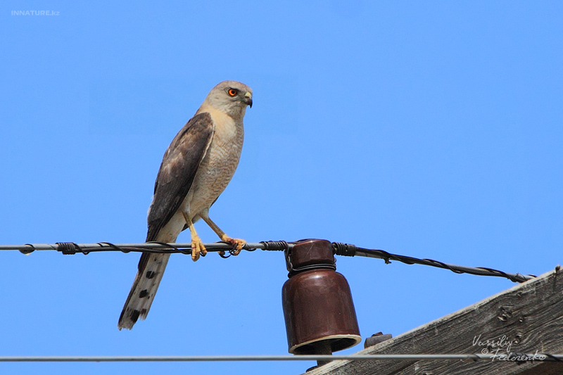 accipiter-badius_01_1.jpg