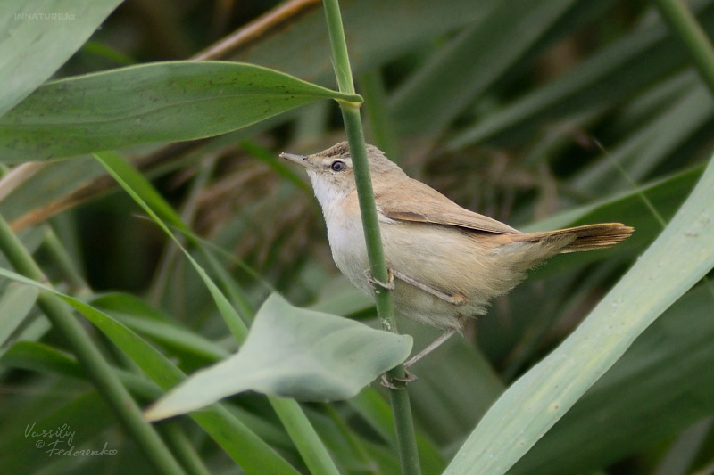 acrocephalus-agricola_01.jpg