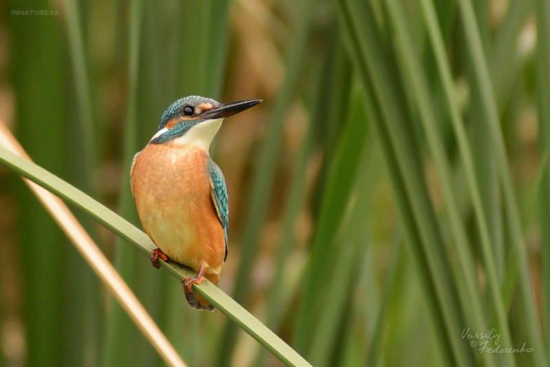 alcedo-atthis_01.jpg