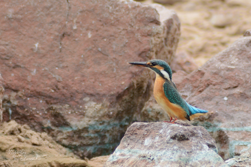 alcedo-atthis_02.jpg