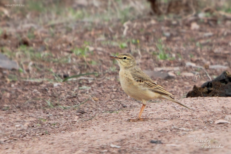 anthus-campestris_01.jpg