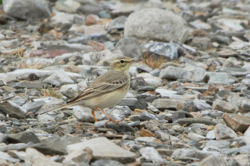 anthus-campestris_01_1.jpg