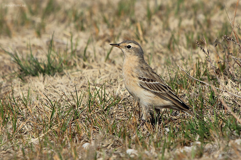 anthus-spinoletta_01.jpg