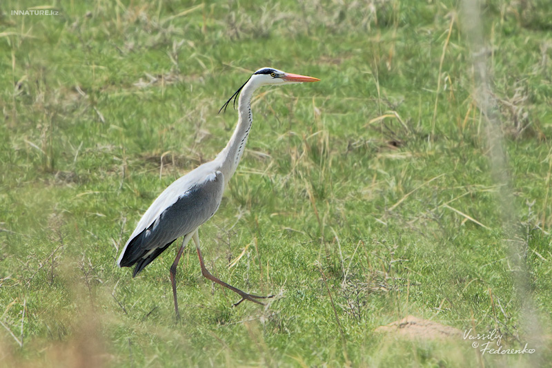 ardea-cinerea_01.jpg