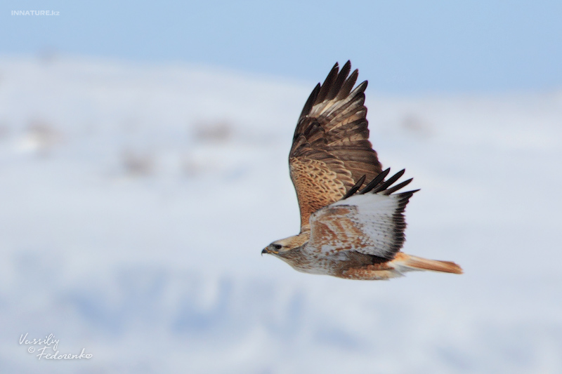 buteo-japonicus_01.jpg