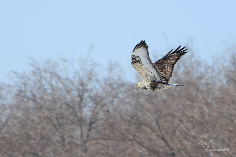 buteo-lagopus_01.jpg