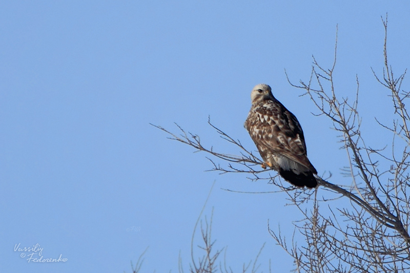 buteo-lagopus_02.jpg