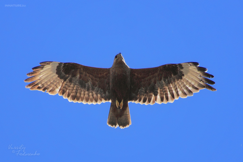 buteo-montanus_01.jpg