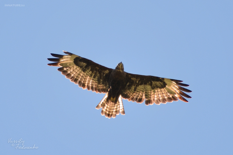 buteo-rufinus_01_2.jpg