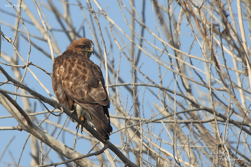 buteo_japonicus_01.jpg